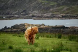 Scotland Round Trip: 8-day tour from the travel specialist