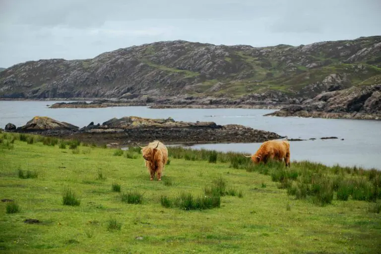 Highland koeien Schotland natuur