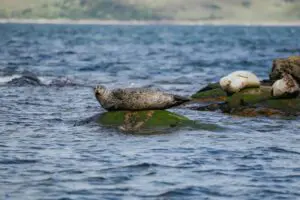 Seal trip plockton roadtrip scotland water
