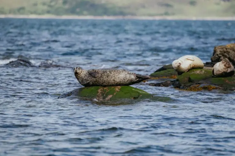 Seal trip plockton roadtrip schotland water