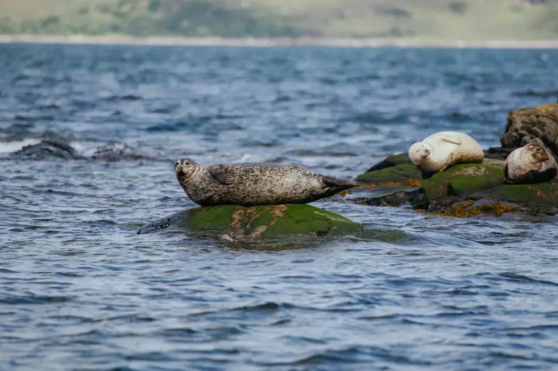 Seal trip plockton roadtrip schotland water
