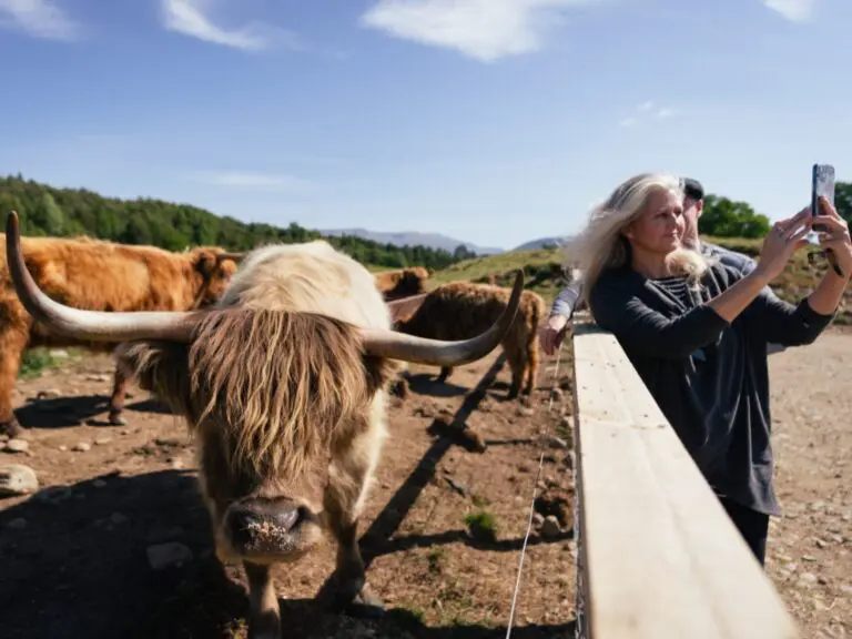 Scotland Nomads - Aktivitäten - Hairy Coo Safari