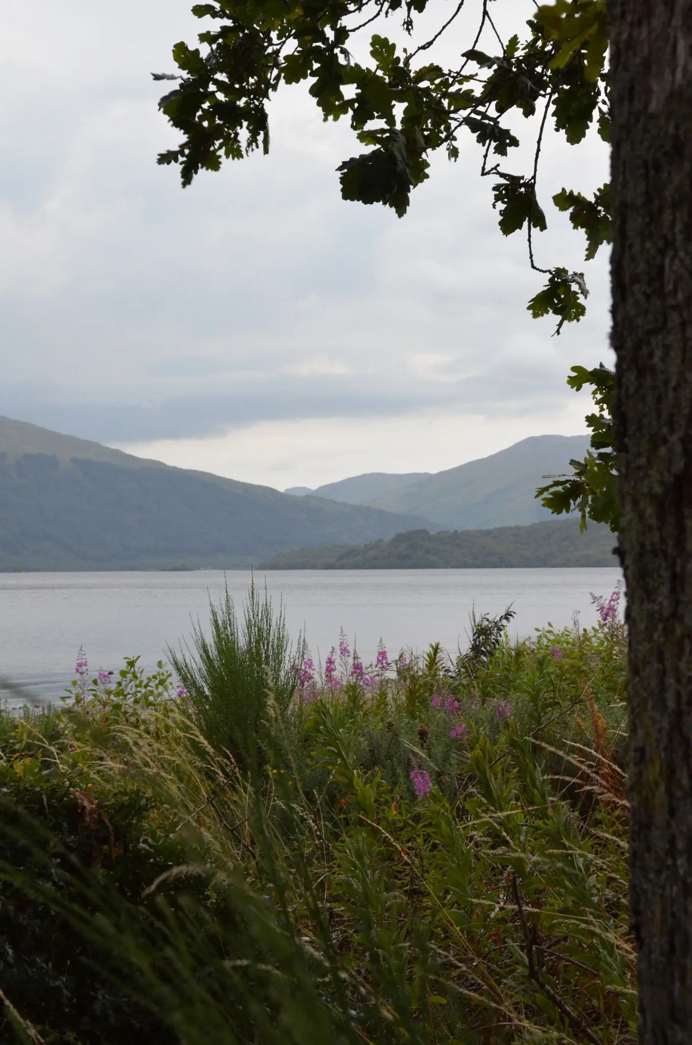 Loch Lomond landscape with purple wildflowers and tree framing