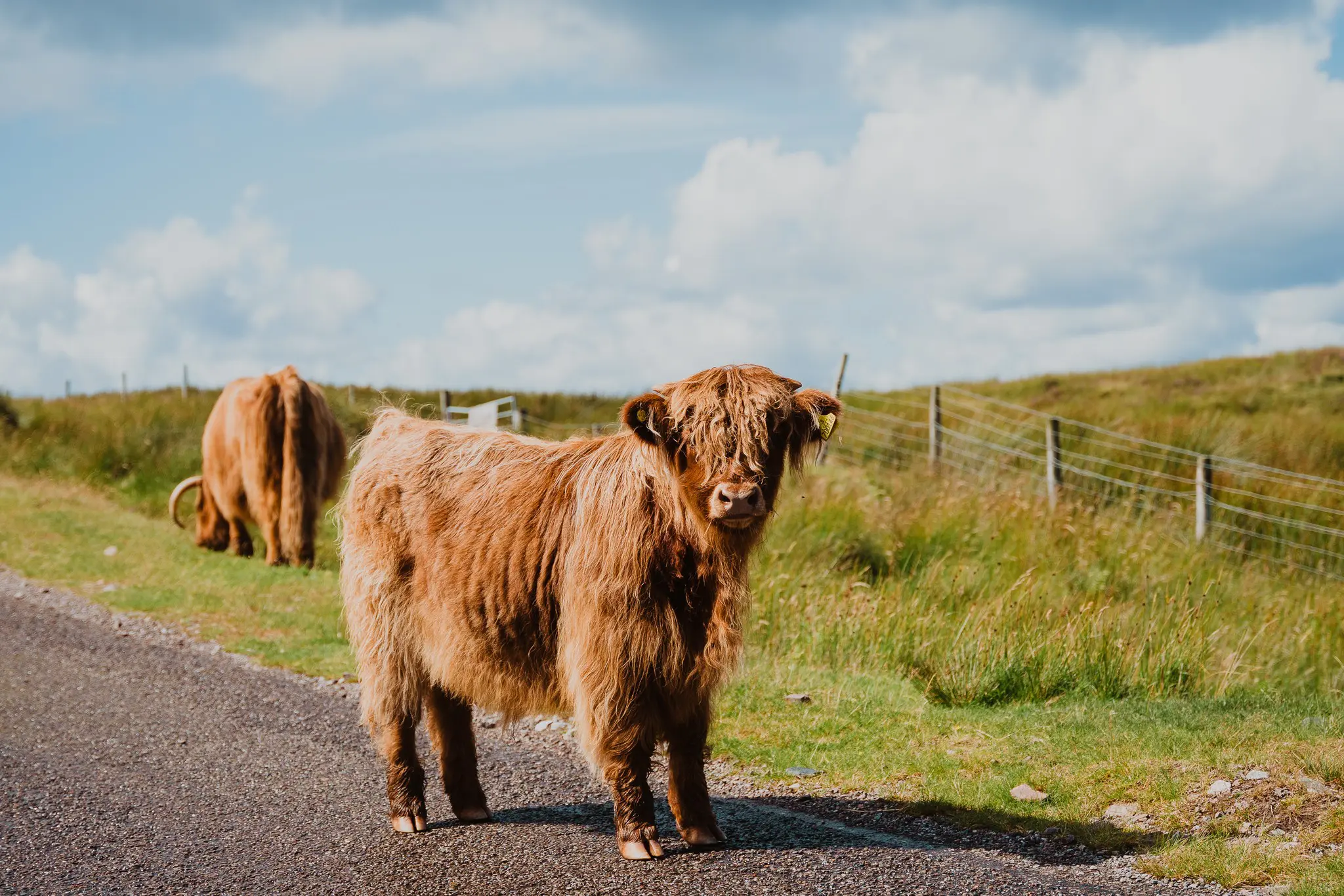 two shaggy highland cows on a road in Scotland