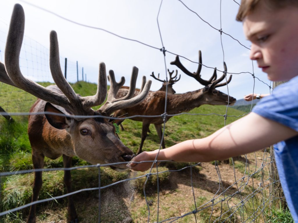 Scotland Nomads - Activities - Feed the deer